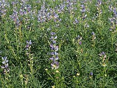 Lupinus angustifolius.