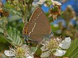 Satyrium spini