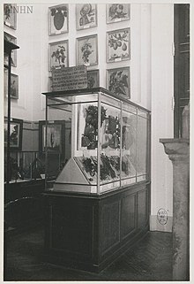 Czarno-biała fotografia gabloty zawierającej modele owoców, umieszczonej przed ścianą ozdobioną obrazami owoców.