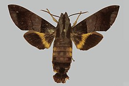 Macroglossum haslami