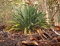 Macrozamia macdonnellii habit.jpg