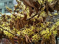 Hamamelis x intermedia (Hamamelidaceae)