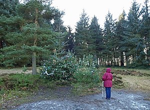 English: Memory Christmas tree Thickwoods Alon...