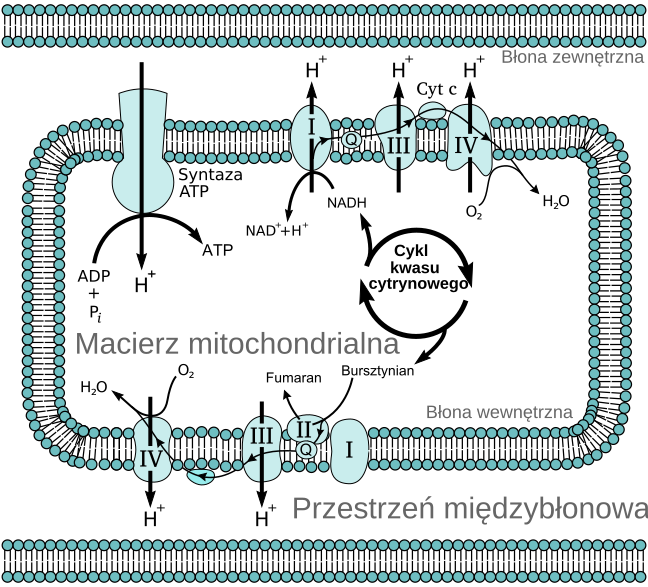 electron transport mode