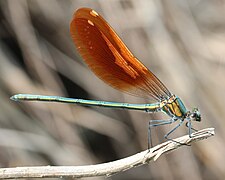 Ailes ambrées chez Mnais costalis