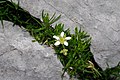 Moehringia ciliata