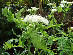 Myrrhis odorata in bloom.jpg