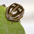 Längsfleckiger Marienkäfer (Myzia oblongoguttata)