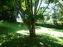 Nedun Tree (Pericopsis Mooniana-Fabaceae) I.JPG