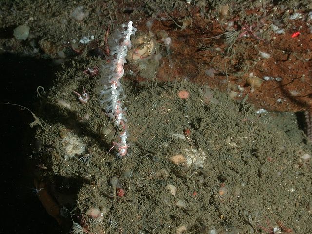 White Coral off the Sonoma County coast