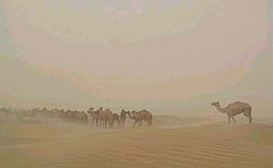 גמלים במדבר בנימרוז