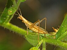 Oecanthidae - Oecanthus pellucens.JPG