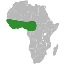 Oryza glaberrima distribution.svg