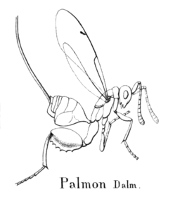 Palmon