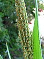 Panicum niihauense