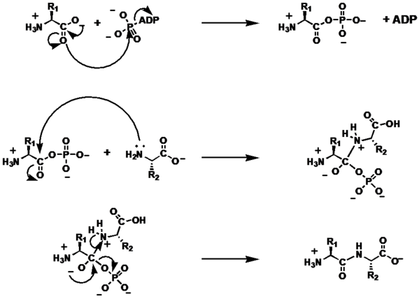 The mechanism of peptide bond formation.