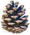 PH Artichoke Pendant has a form similar to a conifer cone