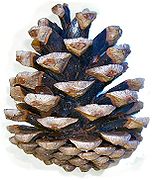 Piña de piñeiro negral (Pinus nigra).