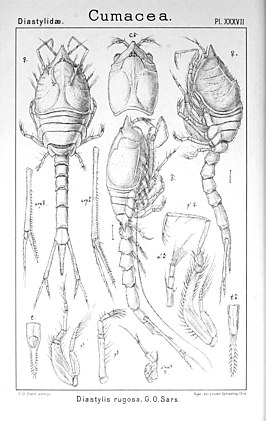 Diastylis rugosa