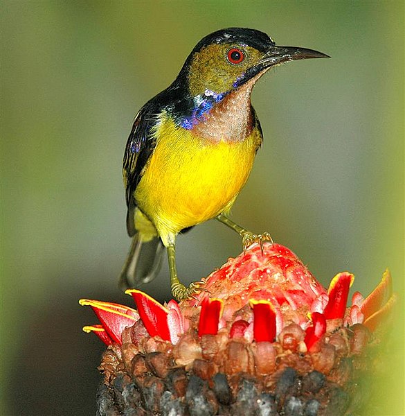 Plain-throated Sunbird