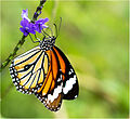 Monarch Danaus genutia