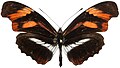 Podotricha telesiphe, uma espécie de Heliconiini que mimetiza outra borboleta da mesma tribo, Heliconius telesiphe.[22]