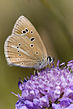 Polyommatus fulgens