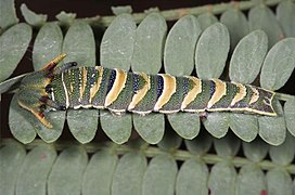 Ausgewachsene Raupe (stark quergestreift)