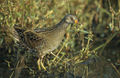 Spotted crake, Porzana porzana