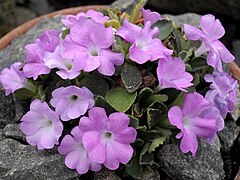 Primula allionii