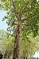 Keleti platán (Platanus orientalis)