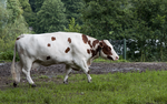 photo couleur d'une vache sans corne blanche à mouchetures rouge sur les flanc et la tête. La mamelle et la musculature sont développées.