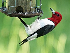 Red-headed woodpecker