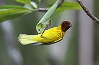 Adult hane av underarten bryanti (erithacorides-gruppen) i Quepos, Costa Rica