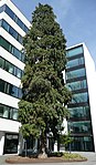 Riesenlebensbaum (Gebrüder Ulmer)