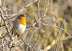 English: Robin in song - Nash Point .. and now...