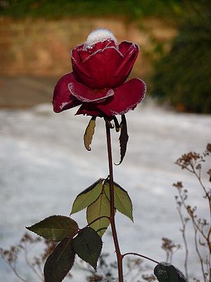 Deutsch: Rose mit Rauhreif / Eiskristallen