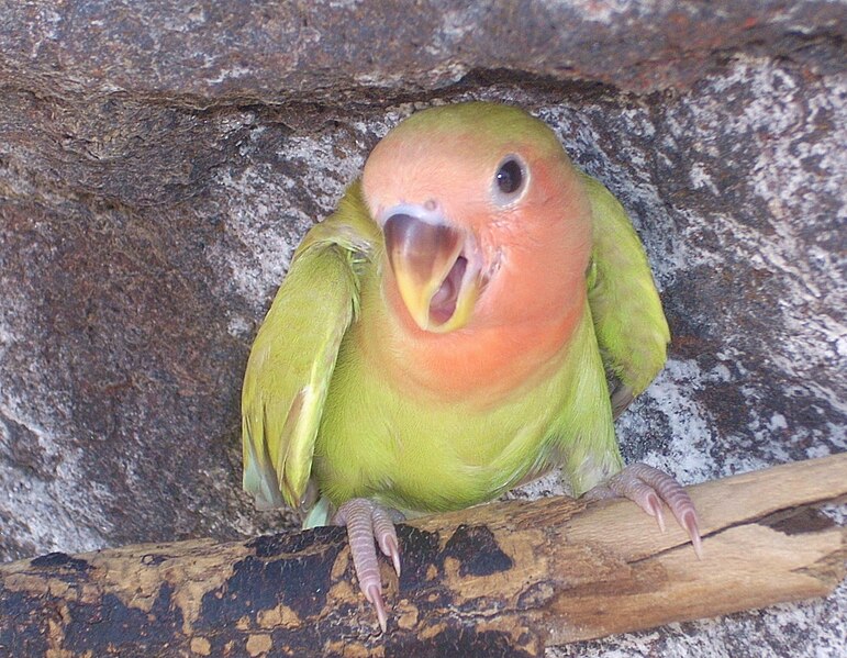 771px-Roseicollis_lovebird.jpg