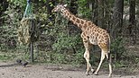 Een Rothschildgiraffe in de zoo