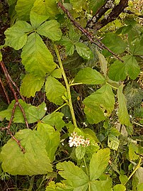 Rubus caesius, цвет