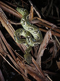 Un serpent vert avec des marques irrégulières sur ses flancs dans la litière de feuilles.