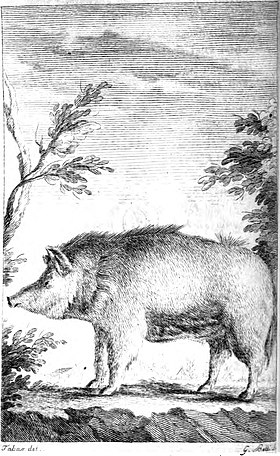 Lợn Sarda, Francesco Cetti, I quadrupedi di Sardegna, 1774