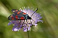 Vretienka obyčajná (Zygaena filipendulae)