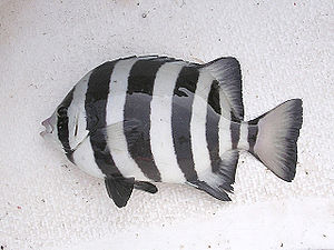 O. fasciatus