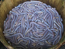 Сипункулиды на базаре в Гуанчжоу