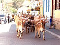 Desfile de carros de boi