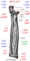 الكعبرة اليسرى.