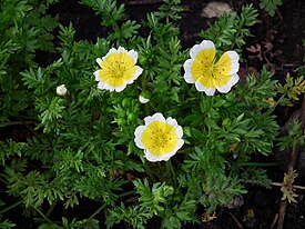 Limnanthes douglasii