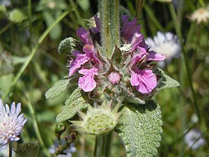 Stachys graeca, Grèce