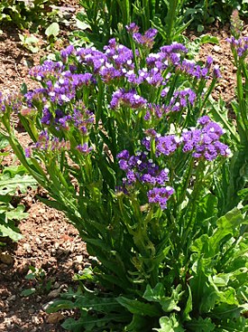 Limonium sinuatum